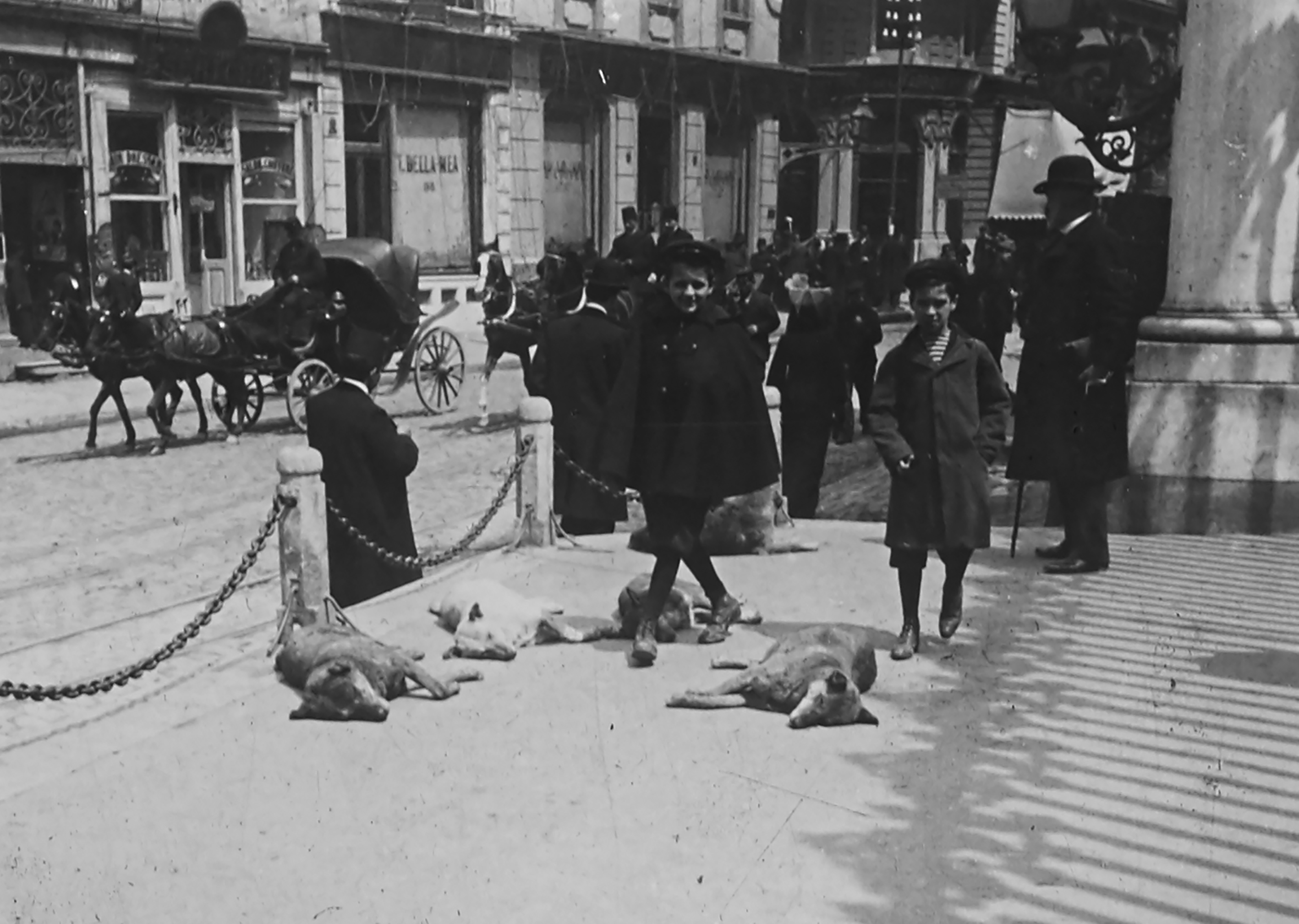 Beyoğlu’nda sokak köpekleri. Anonim, 20. yüzyıl başı