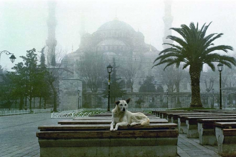 Sultan Ahmet Camii önünde bir sokak köpeği