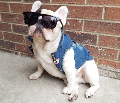 manny_the_frenchie en